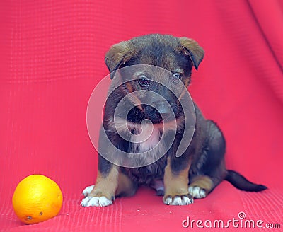 Brown mutt puppy with orange on a red Stock Photo