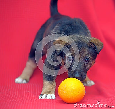 Brown mutt puppy with orange on a red Stock Photo