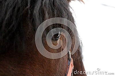 Brown Muzzle beautiful horse in red bridle looks out close Stock Photo