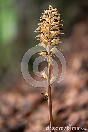 Brown Neottia nidus-avis, the bird's-nest orchid and non-photosynthetic orchid Stock Photo