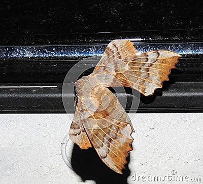 Brown nightly butterfly Stock Photo