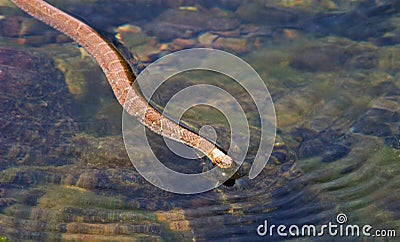 Brown Northern Water Snake Stock Photo