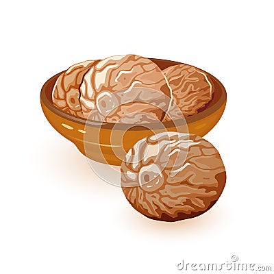 Brown nutmeg seeds with slightly sweeter flavour are in ceramic bowl. Natural product. Vector Illustration