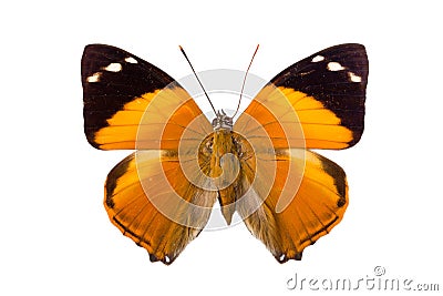 Brown Nymphalidae butterfly Stock Photo