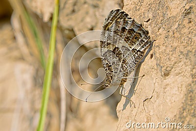 Nymphalidae butterfly Stock Photo