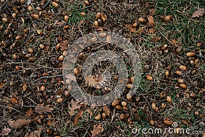 Brown oak leaves and acorns lie among small branches on green grass Stock Photo