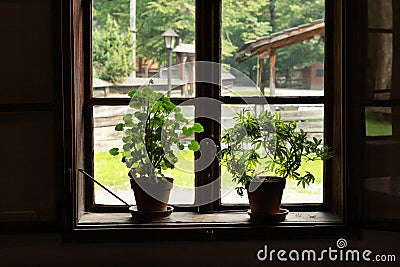 Brown Old Window with flowers Stock Photo