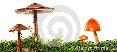 Brown and orange mushrooms on wet and humid green mossy log. Isolated on white Stock Photo