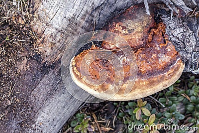 Brown orange tree mushroom in forest - Fomes fomentarius tinder fungus grows on old pine tree trunk, Northern Sweden, Umea Stock Photo