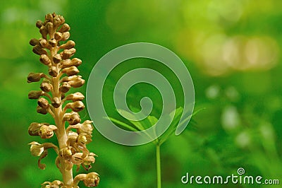 Brown orchid on green background Stock Photo