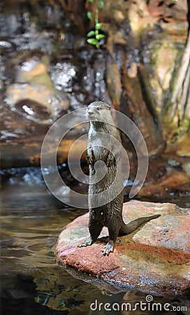 Brown otter standing Stock Photo