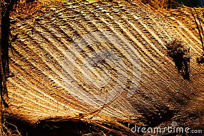 Brown palm bract membranes Stock Photo