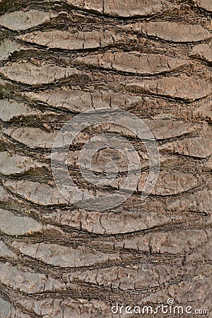 Brown Palm tree bark ideal for vertical textured background Stock Photo