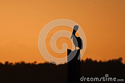 Brown Pelican Stock Photo