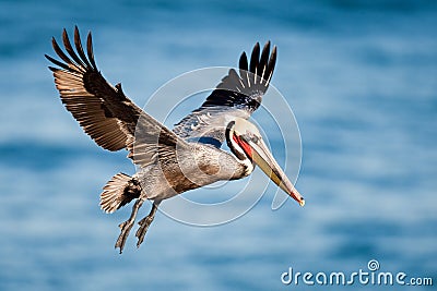 Brown Pelican Stock Photo