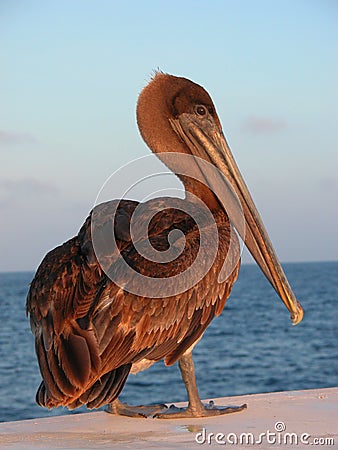 Brown Pelican Stock Photo