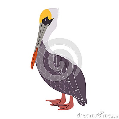 brown pelican animal have wing and neck with long beak wild nature water bird fauna environment Stock Photo