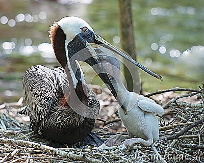 Brown Pelican stock Photos. Brown Pelican bird with baby pelican. Baby bird close-up view pelican feeding. Stock Photo