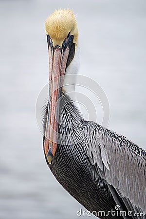 Brown Pelican on Bolivar Pensinsula, Texas Gulf Coast Stock Photo