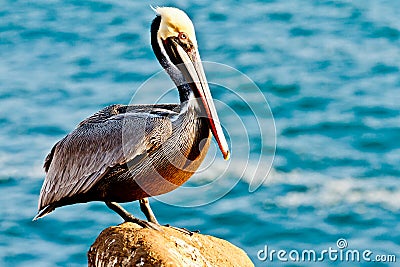 Brown Pelican Stock Photo