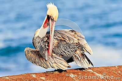 Brown Pelican Stock Photo