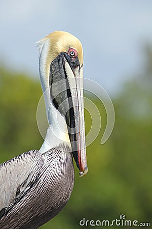 Brown Pelican - Cape Coral, Florida Stock Photo