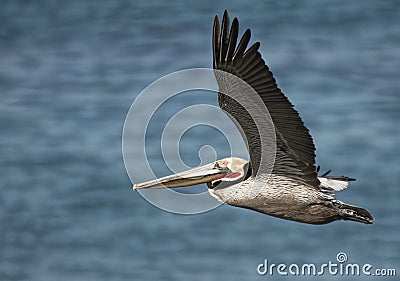 Flying Brown Pelican California Stock Photo