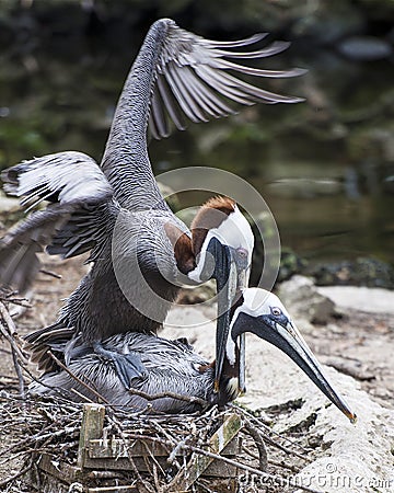 Brown Pelican stock Photos. Couple in courtship. Love birds. Picture. Image. Portrait Stock Photo
