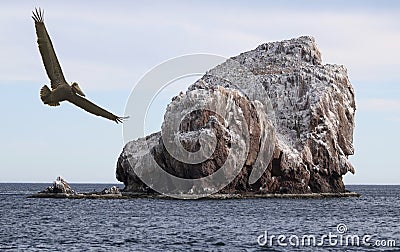 A Brown Pelican Does a Flyby of a Guano Covered Desert Island Editorial Stock Photo