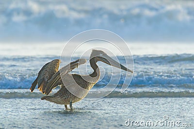 Brown Pelican Drying Off in Rosarito Beach, Baja California Stock Photo