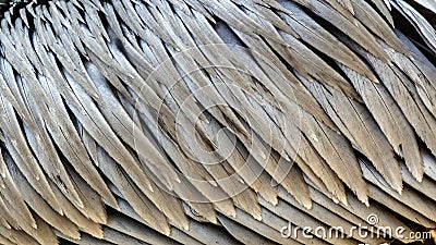 Brown pelican feathers texture Stock Photo