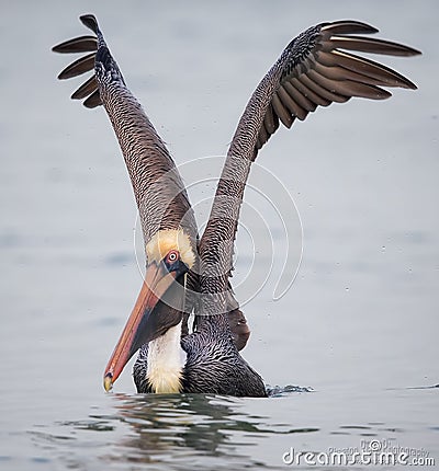 Brown Pelican Stock Photo