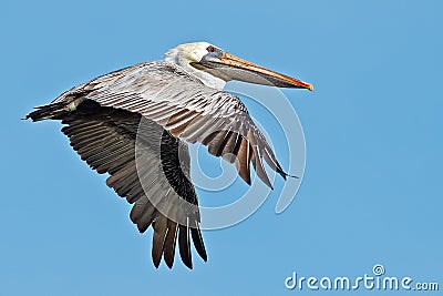 Brown Pelican Stock Photo