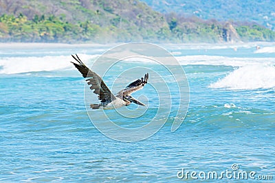 Brown Pelican in flight over the ocean Stock Photo