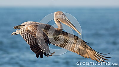 Brown pelican in flight, Estero Lagoon, Stock Photo