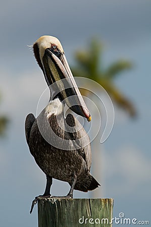 Brown Pelican in Florida Stock Photo