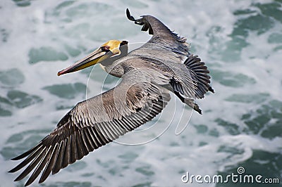 Brown Pelican Flying, California Stock Photo