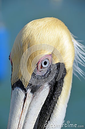 Brown pelican head Stock Photo