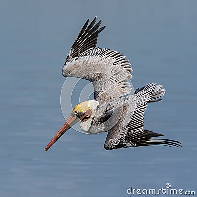 Brown Pelican Stock Photo