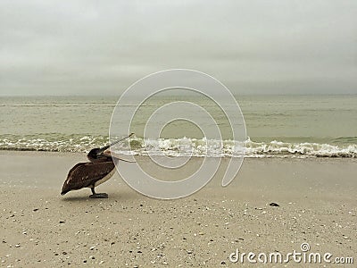 Brown Pelican Stock Photo