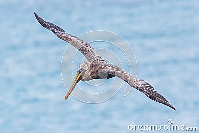 Brown pelican (Pelecanus occidentalis) Stock Photo