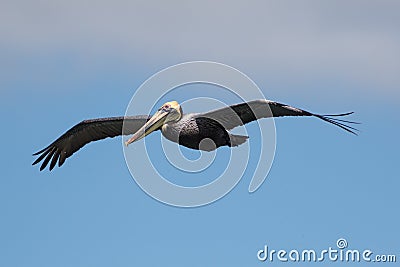 Brown pelican, Pelecanus occidentalis Stock Photo