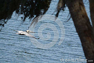 A Brown Pelican Pelecanus Occidentalis flying over Tampa Bay at Philippe Park in Safety Harbor, Florida. Stock Photo