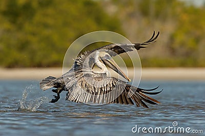 The Brown Pelican, Pelecanus occidentalis Stock Photo