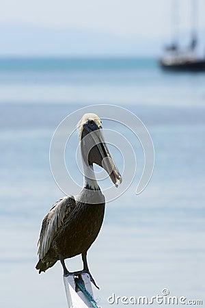 Brown Pelican (Pelecanus Occidentalis) Stock Photo