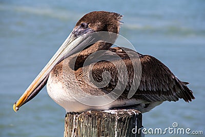 Brown Pelican Roosting Upon Dock Piling Stock Photo