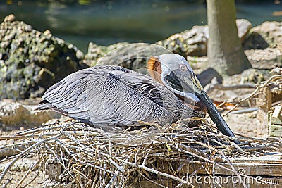 Brown Pelican Roosting On Nest Stock Photo