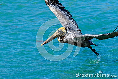 Brown Pelican Venice Florida South Jetty Stock Photo