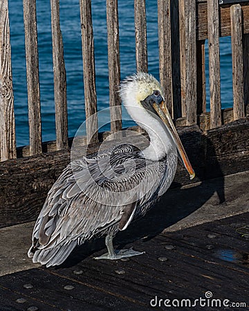 Brown Pelican walking about the Pensacola Beach pier Stock Photo