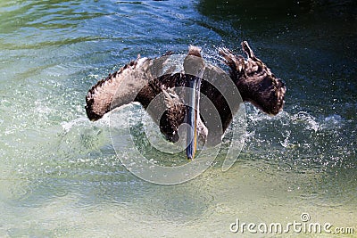 Brown Pelican in Water Stock Photo